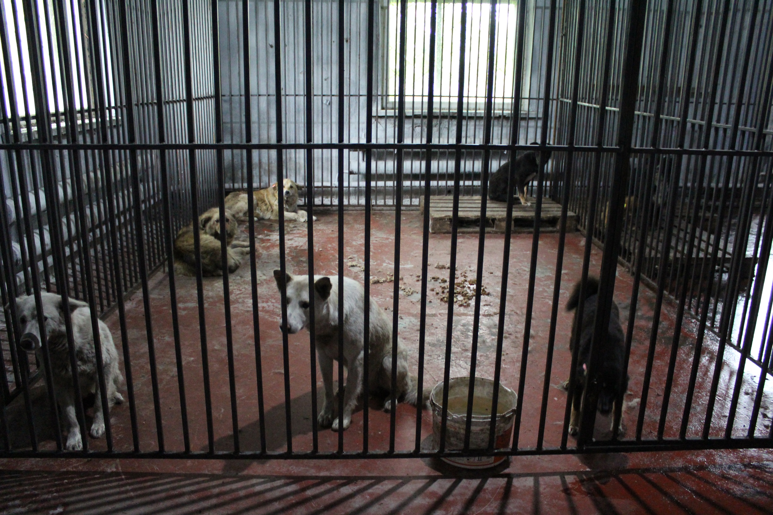 Приют для животных хатико. Хатико приют для животных Хакасия. Приют для собак в Абакане. Приют для бездомных собак в Черногорске Хатико. Приюты в Черногорске.