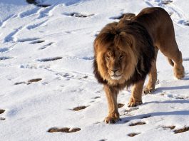 Лев на снегу в Африке