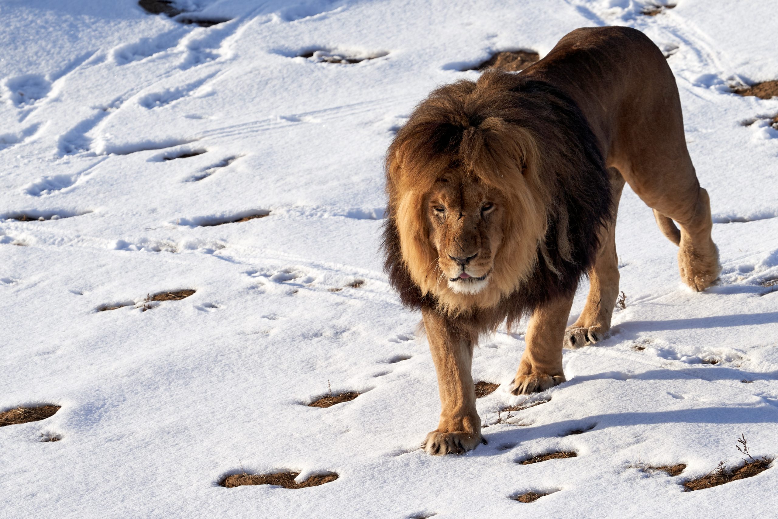 Лев на снегу в Африке
