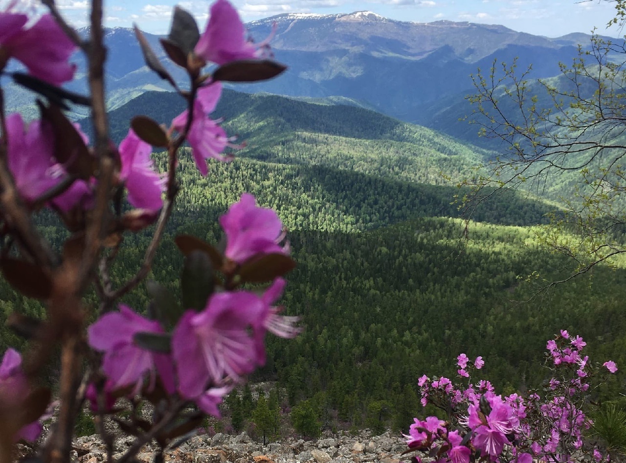 Багульник в Хакасии фото