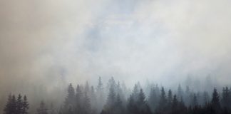 Лесной пожар