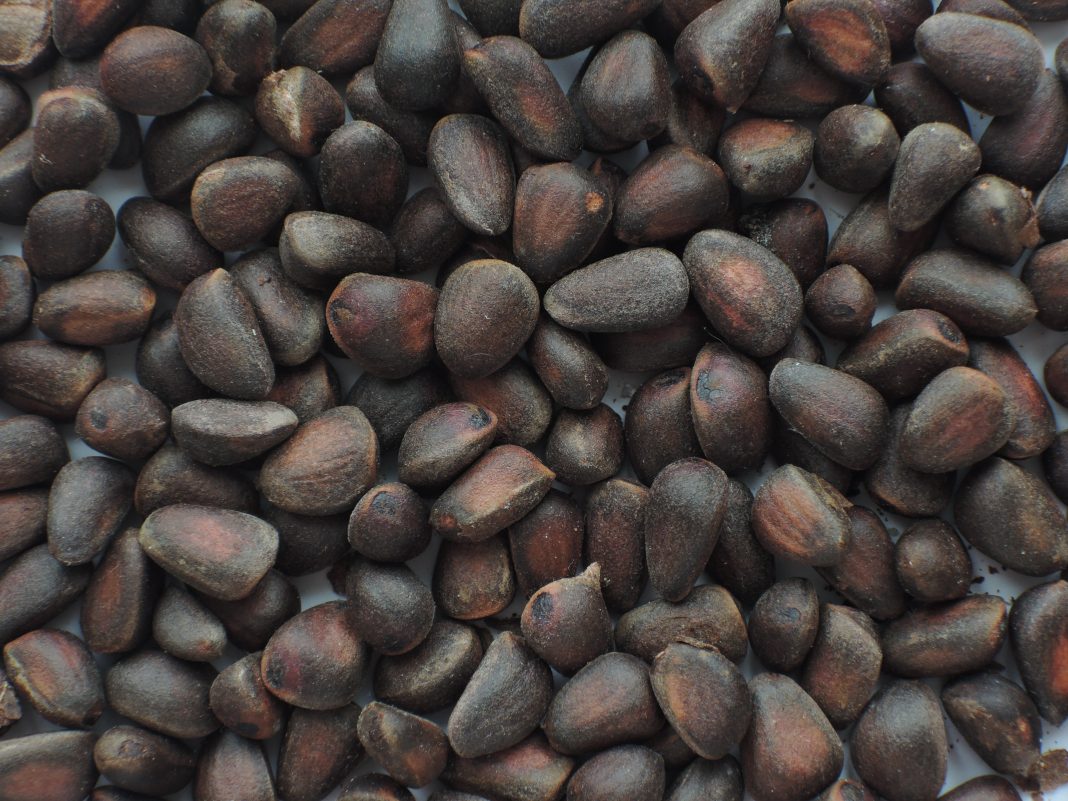 Изображение из фотобанка Кедровый орех