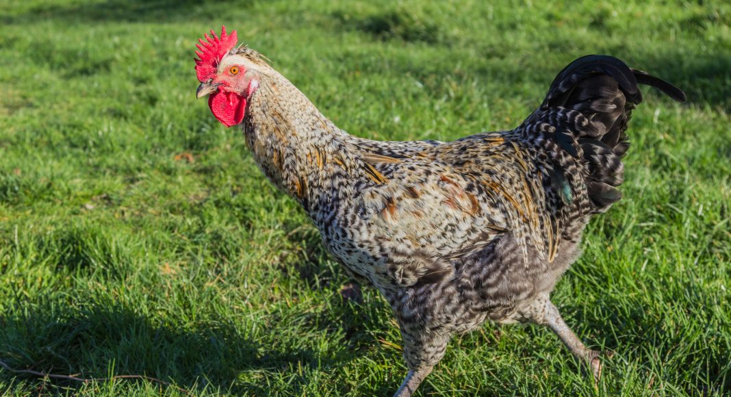 Животноводство, птица