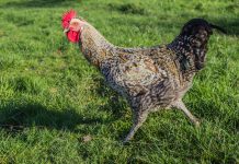 Животноводство, птица