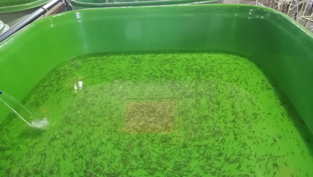 Мальки стерляди