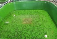 Мальки стерляди