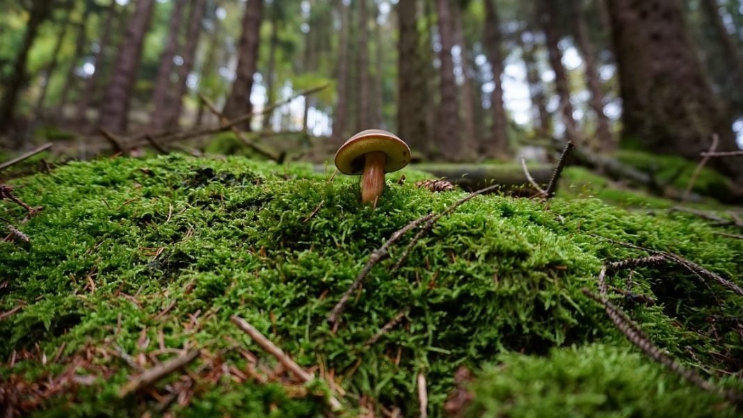 Фото: pixabay.com Лес