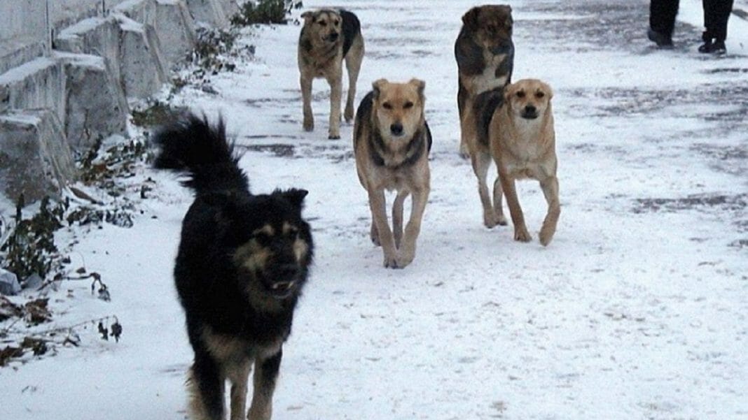 Фото Управления по ГО, ЧС и пожарной безопасности Хакасии