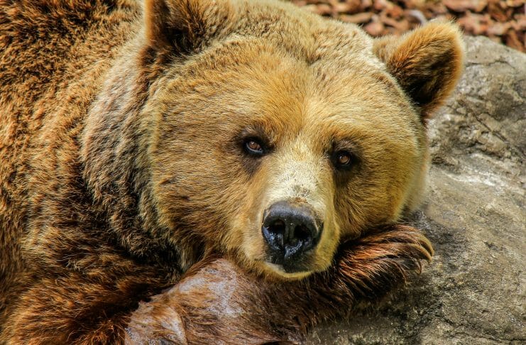 За сутки в Хакасии убили трех медведей Медведь