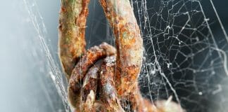 Ржавая цепь