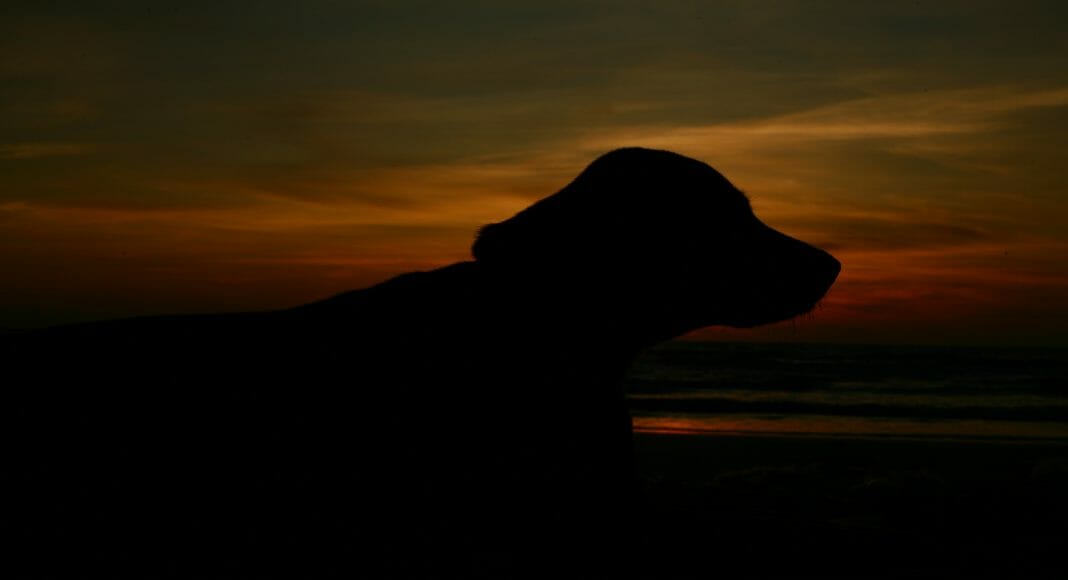 Изображение из фотобанка Собака