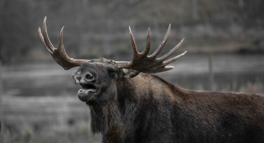 Фото: pixabay.com Лось