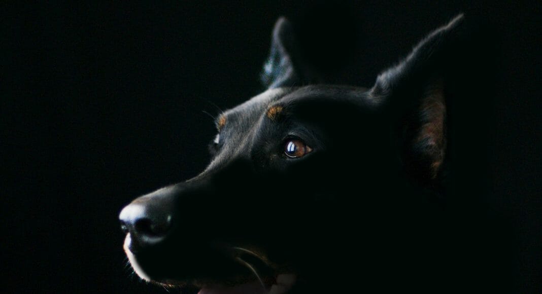 Изображение из фотобанка Собака