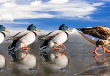 Бодрый марш