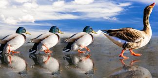 Бодрый марш