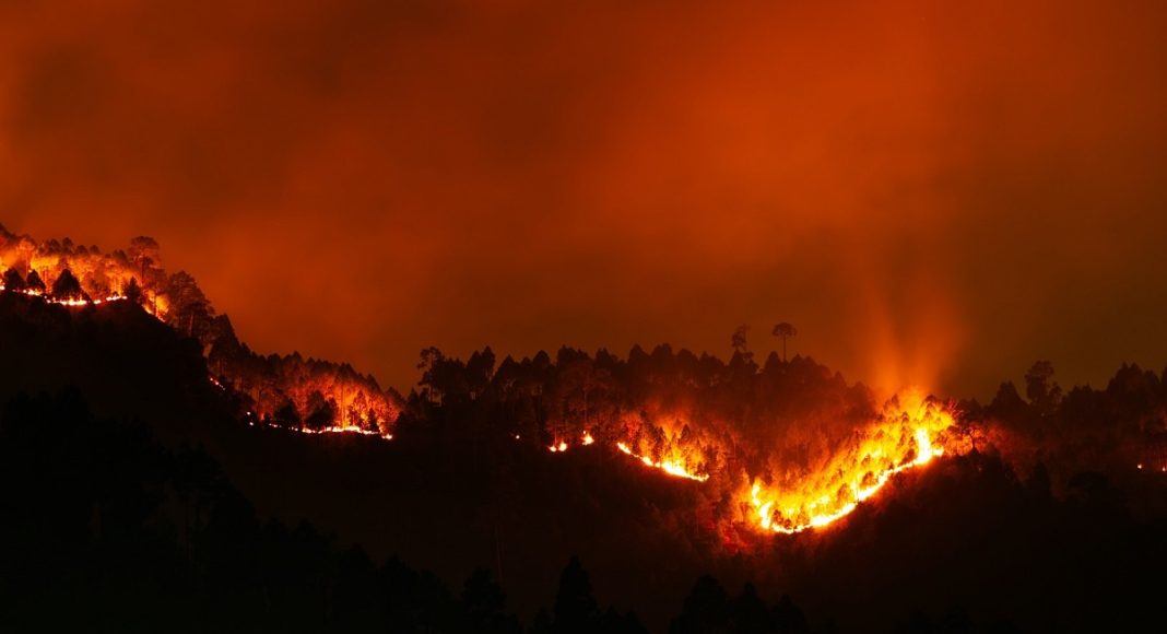 Лесной пожар