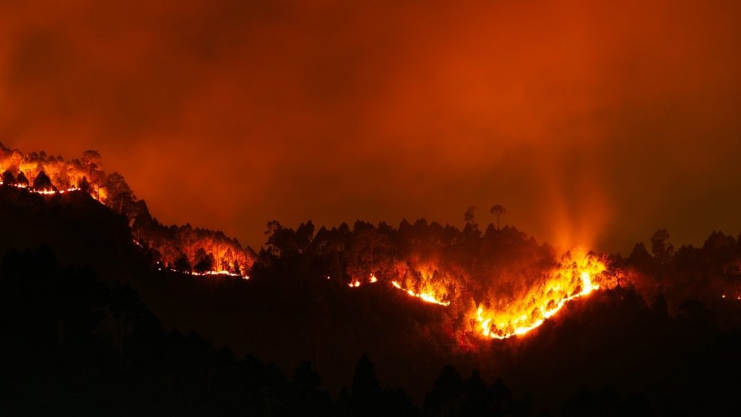 Лесной пожар