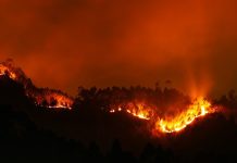 Лесной пожар