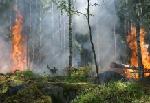 Лесной пожар