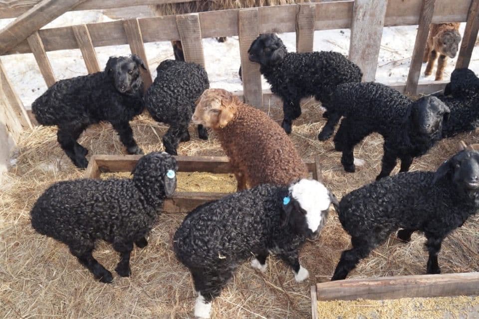 Фото из телеграм-канала Ирины Войновой