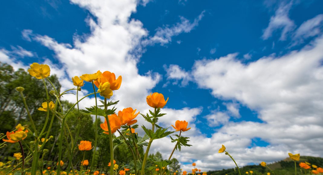 Жарки, лето