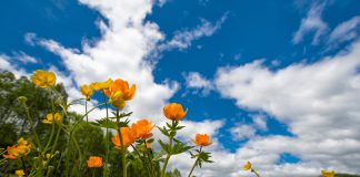 Жарки, лето