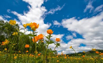 Жарки, лето