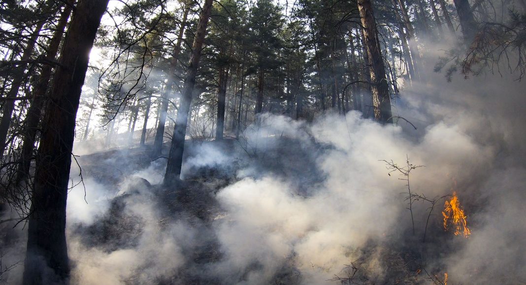 Фото предоставлено пресс-службой Минприроды РХ Лесной пожарЛесной пожар