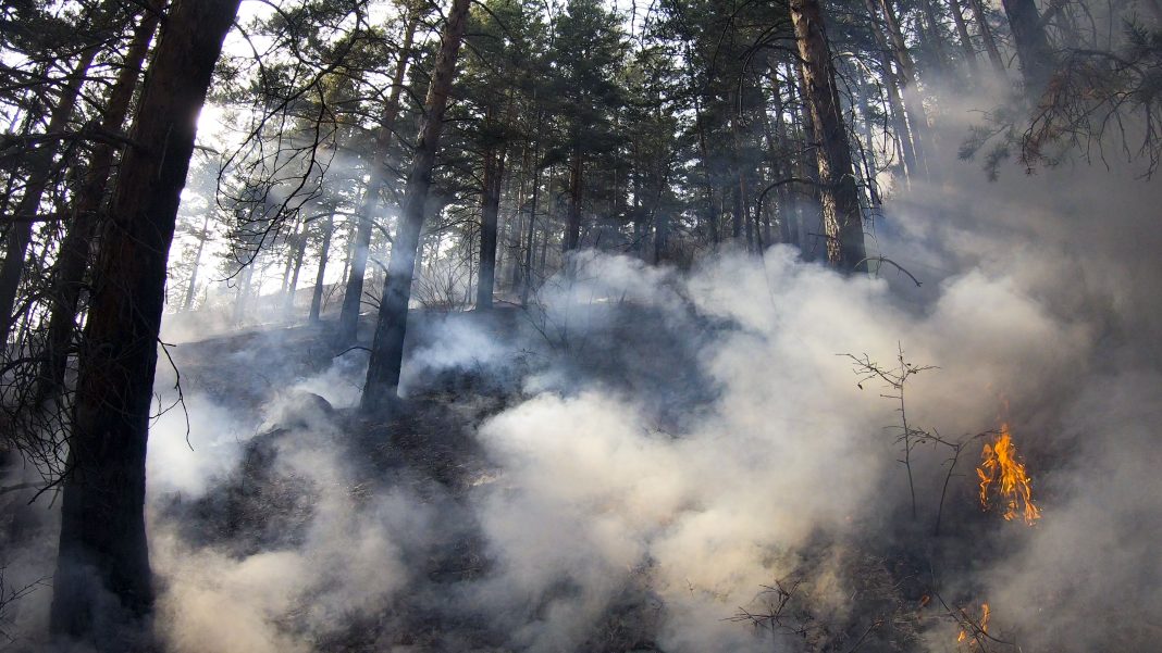 Лесной пожарЛесной пожар