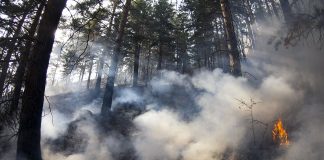 Лесной пожарЛесной пожар