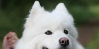 Фото: guldog.ru