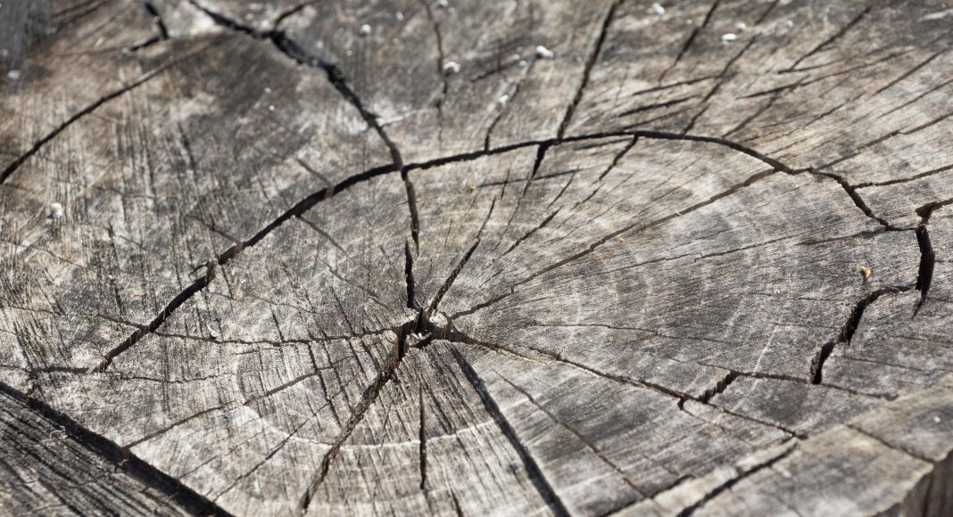 Лес, дерево, бревно, пень