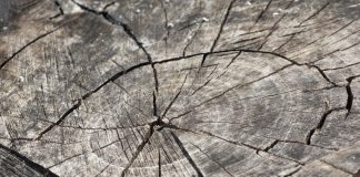 Лес, дерево, бревно, пень