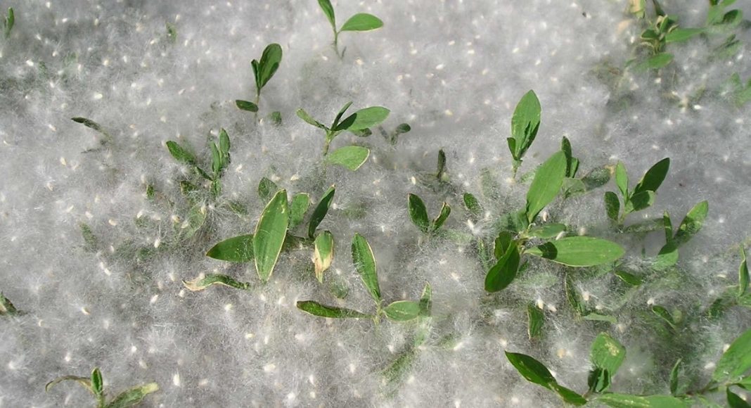 Фото: 19.mchs.gov.ru Тополиный пух