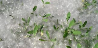 Тополиный пух