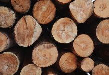 Лес, дерево, бревно