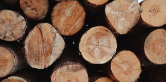 Почему адепты Сокола не замечают бревна в собственном глазу Лес, дерево, бревно