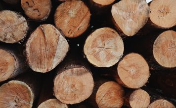 Почему адепты Сокола не замечают бревна в собственном глазу Лес, дерево, бревно