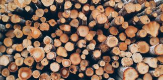 Лес, дерево, бревно