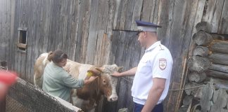 Фото ГИБДД Красноярского края