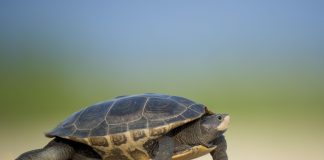 Черепаха. Изображение из фотобанка