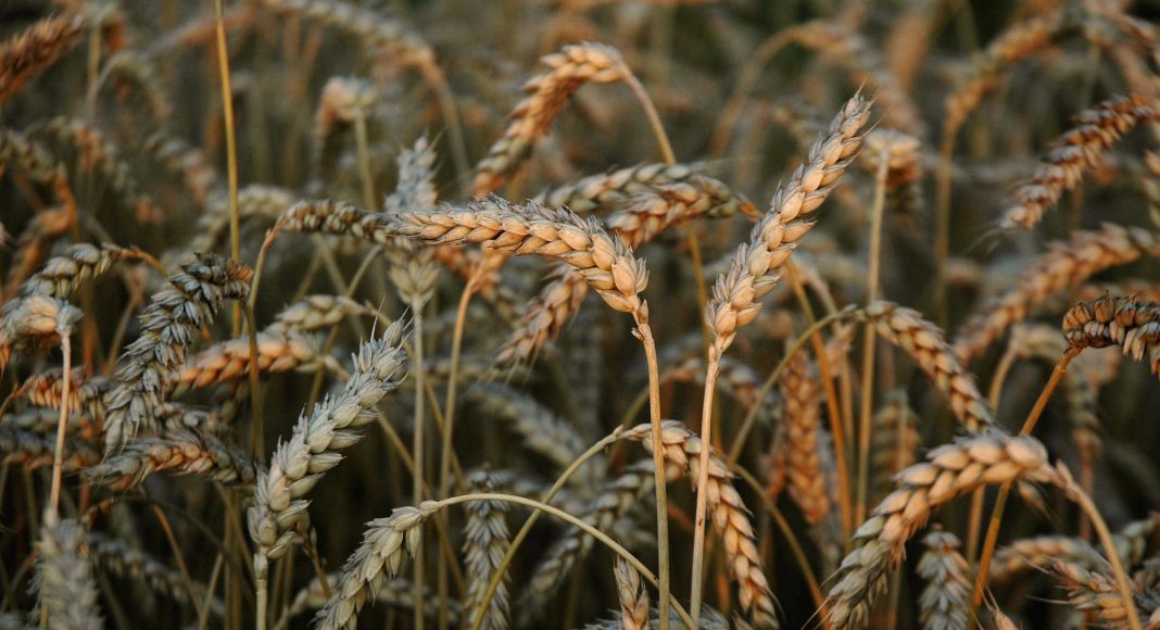 Зерно, пшеница, урожай