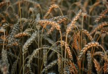 Зерно, пшеница, урожай