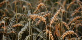 Зерно, пшеница, урожай