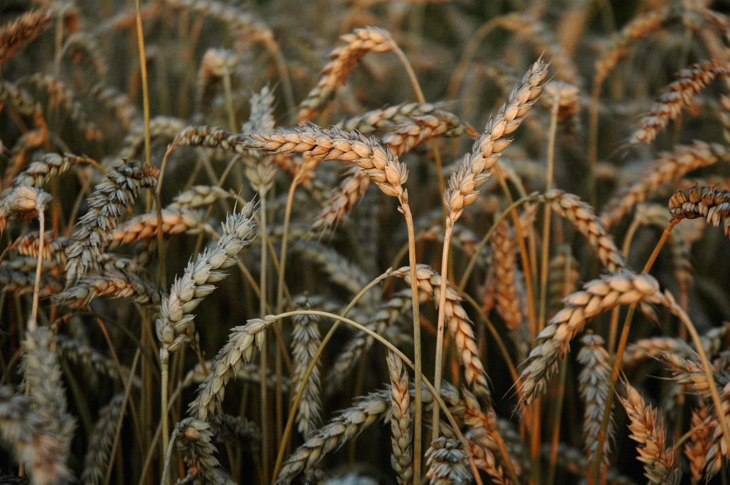 Зерно, пшеница, урожай