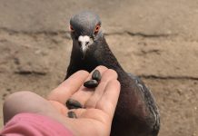 Кормить с руки