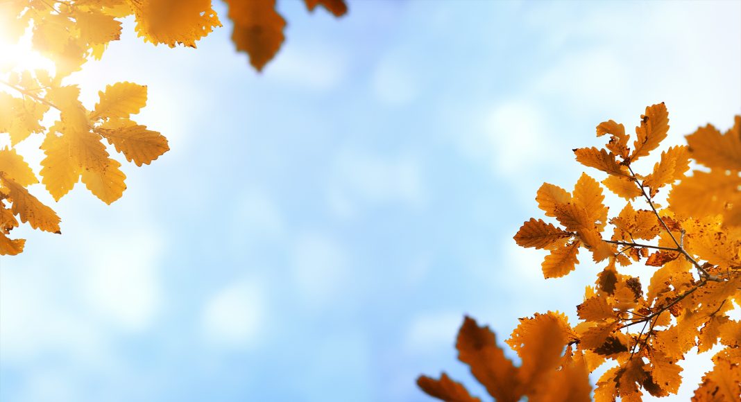 Осень, листья