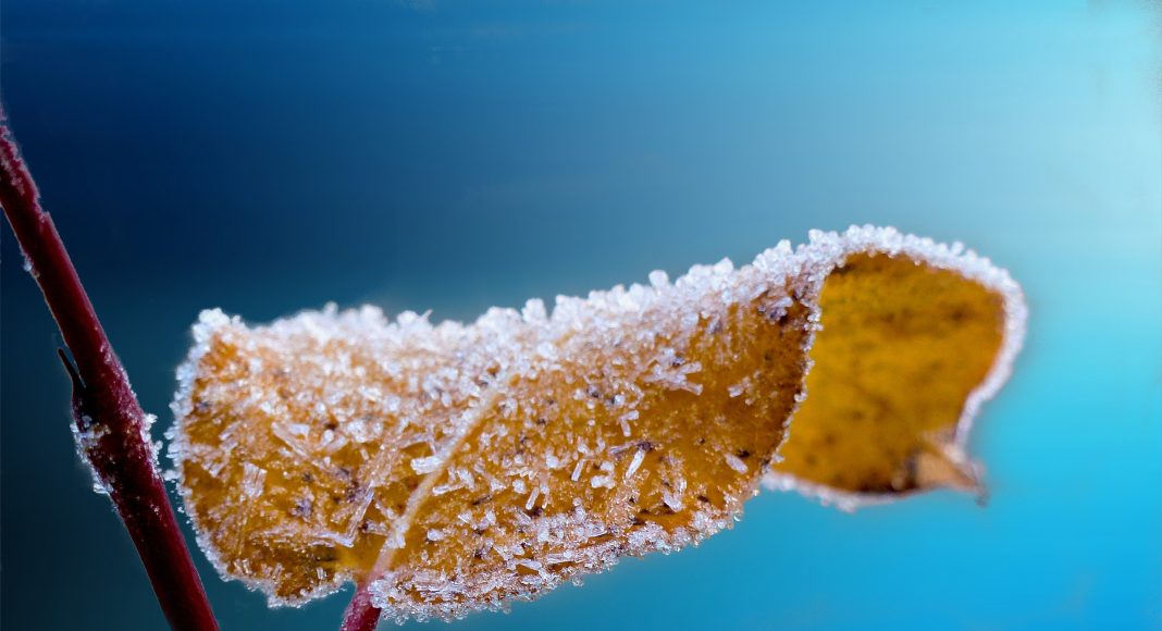 Осенние заморозки