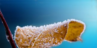 Осенние заморозки