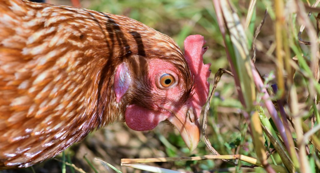 Птица курица